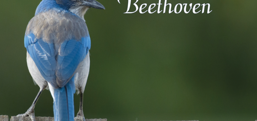 Pauline Frechet Release: Pastoral: Bluebird Park